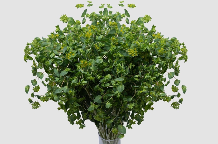 <h4>Bupleurum Griffithii</h4>