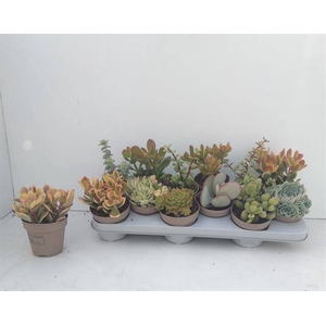 Crassula Mixed 10Ø 20cm