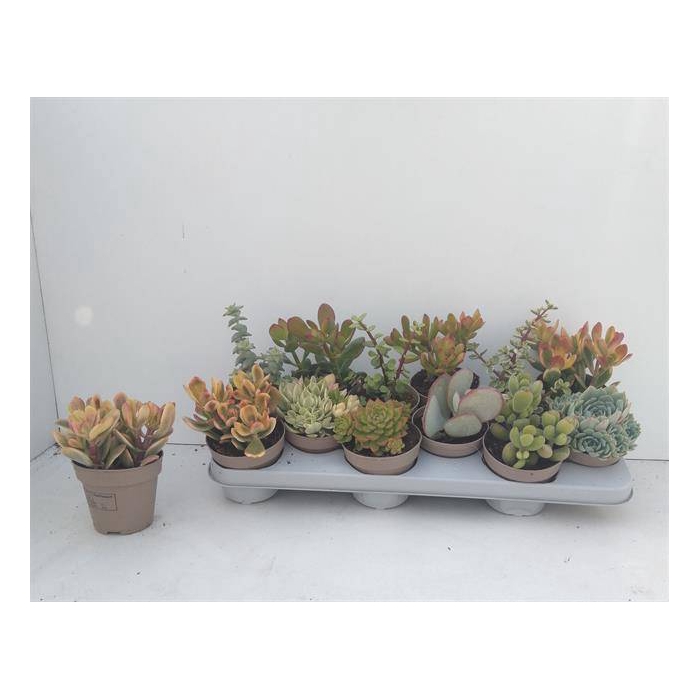 <h4>Crassula Mixed 10Ø 20cm</h4>
