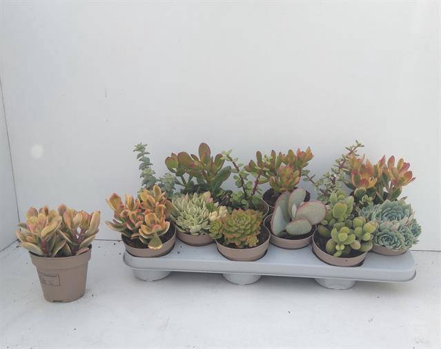Crassula Mixed 10Ø 20cm