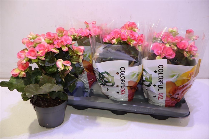 <h4>Beg Hl Netja</h4>