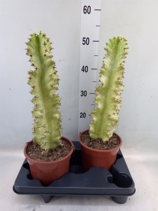 <h4>Euphorbia ingens 'Variegata'</h4>