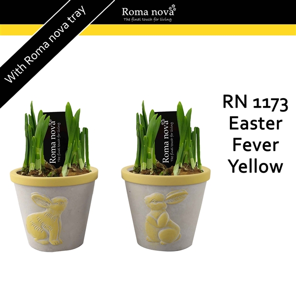 <h4>1173-2 - Easter Fever Yellow (Tete a Tete)</h4>