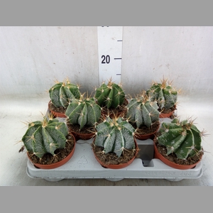 Astrophytum myriostigma