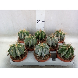 Astrophytum myriostigma