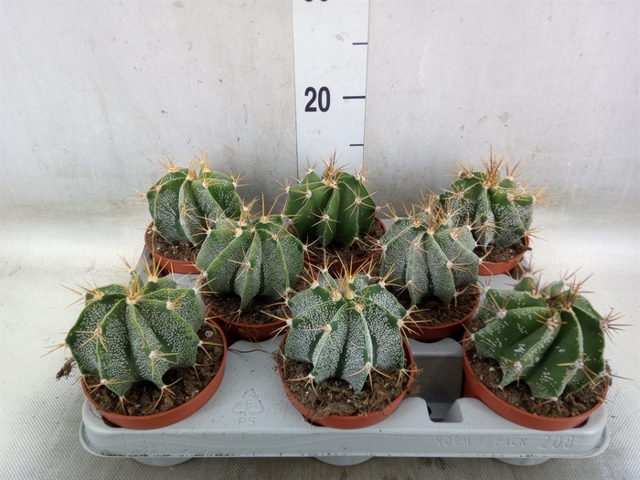 <h4>Astrophytum myriostigma</h4>