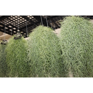 TILLANDSIA USNEOIDES (BARBA DE VELHO)