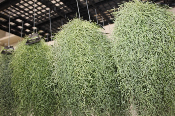 <h4>TILLANDSIA USNEOIDES (BARBA DE VELHO)</h4>