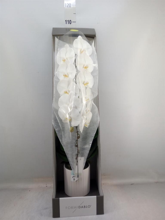 <h4>Phalaenopsis ...white</h4>