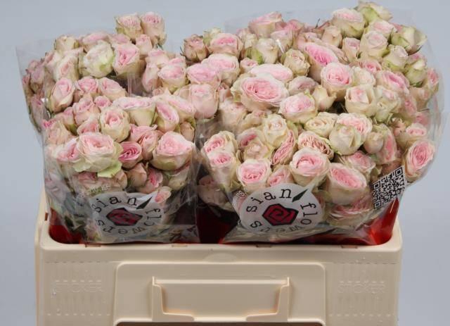 <h4>R TR SWEET BLOSSOMS</h4>