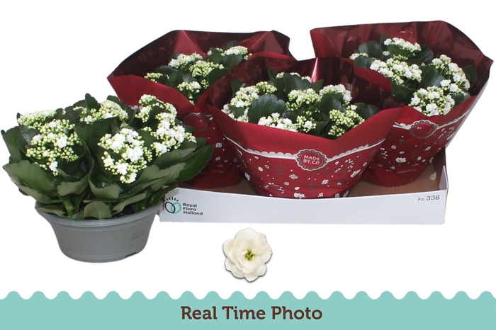 <h4>KAL B GE C MENZEL</h4>