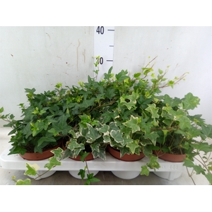 Hedera helix   ...mix 3