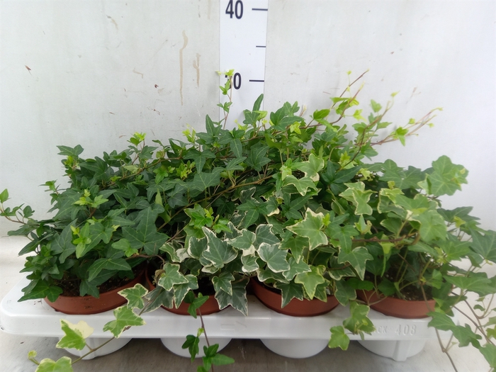 <h4>Hedera helix   ...mix 3</h4>