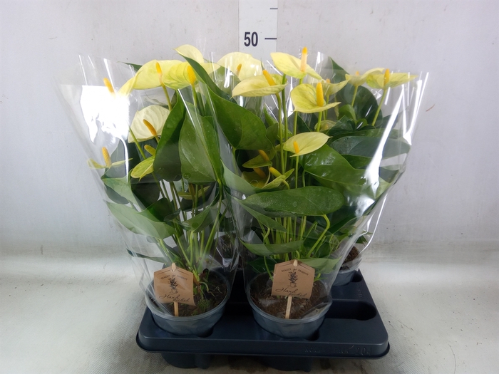 <h4>Anthurium andr. 'Vanilla'</h4>