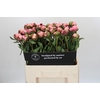 Paeonia Nick Shaylor
