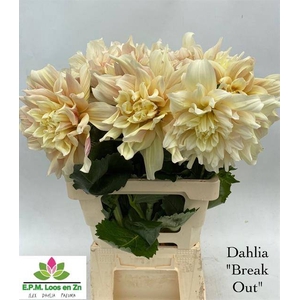 DAHL BREAK OUT