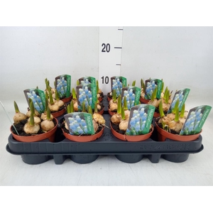 Muscari  'Magic Blue'