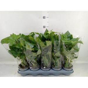 Fatsia japonica   ...