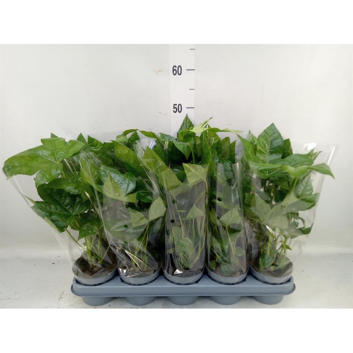 <h4>Fatsia japonica   ...</h4>