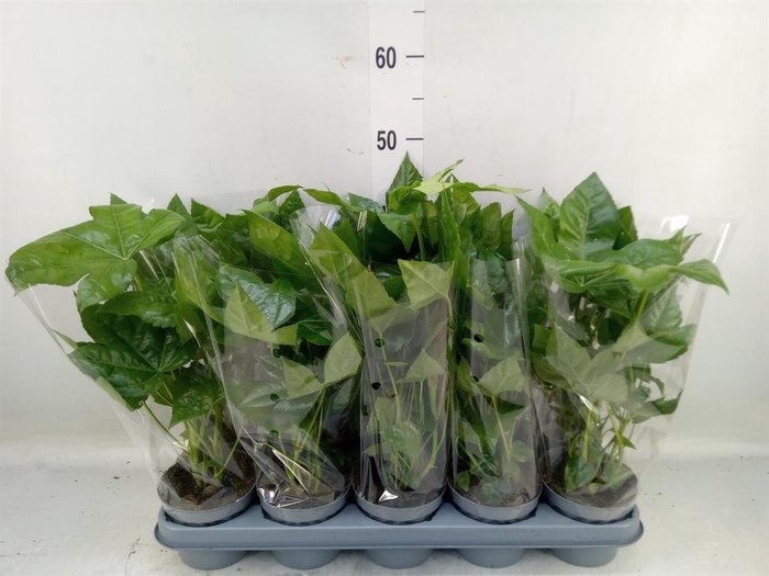 Fatsia japonica   ...