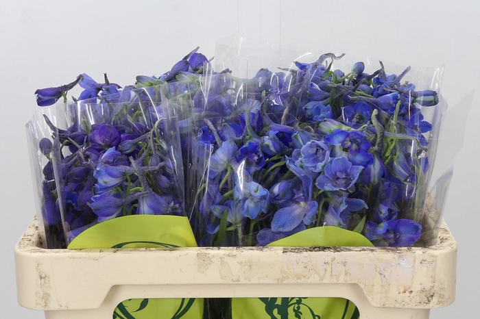 <h4>Delph En Belladonna Volkerfrieden Oriental Blue</h4>