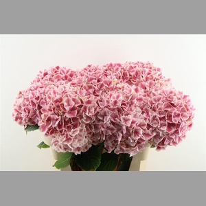 Hydr M Sunsation Pink 80-21