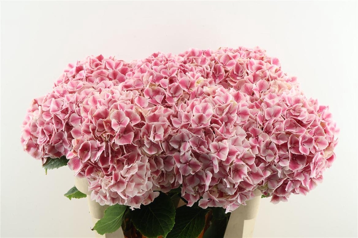 <h4>Hydr M Sunsation Pink 80-21</h4>