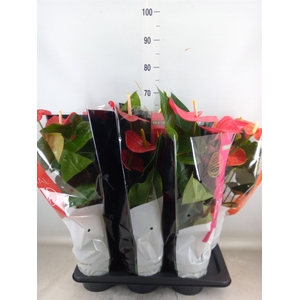 Anthurium   ...mix