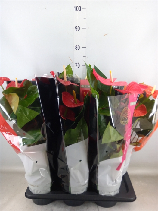 <h4>Anthurium   ...mix</h4>