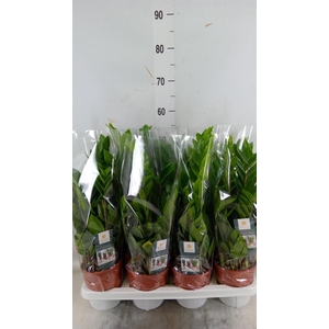 Zamioculcas zamiifolia