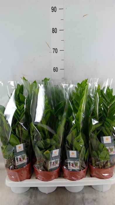 <h4>Zamioculcas zamiifolia</h4>