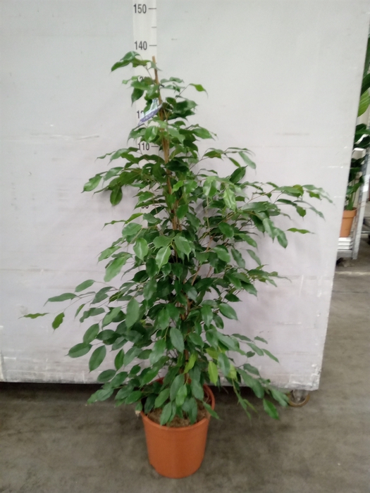 <h4>Ficus benja. 'Exotica'</h4>