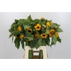 Helianthus Orange Fire