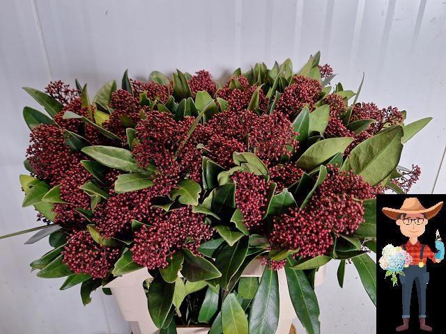 <h4>SKIM J RUBELLA BS</h4>