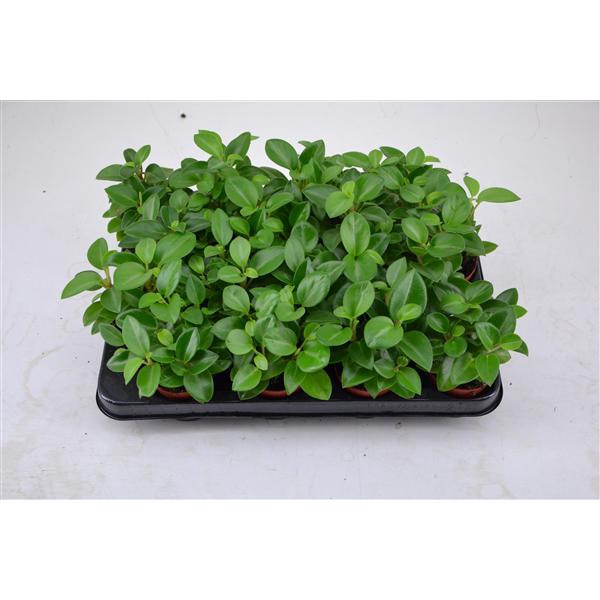 <h4>peperomia 7 cm. Pixie groen</h4>