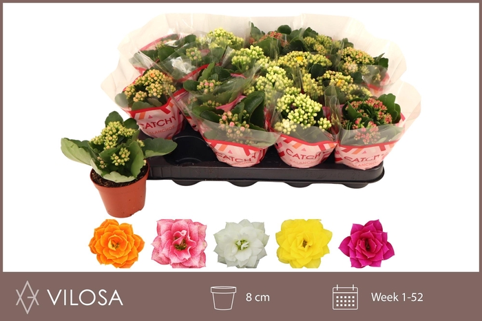 <h4>KAL GE GEM 5 KL</h4>