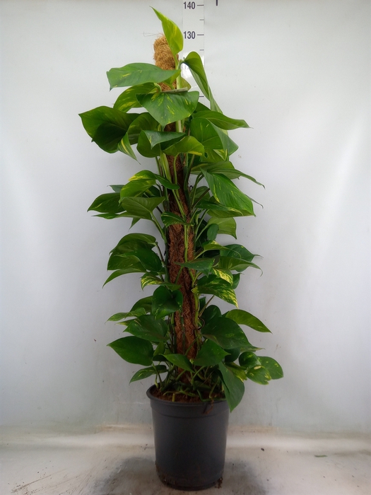 <h4>Epipremnum pinn.   ...moss stick</h4>