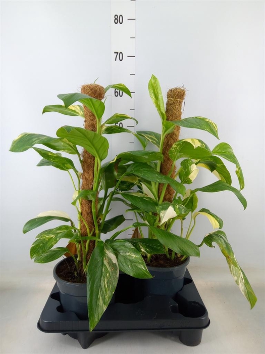 <h4>Monstera ...</h4>