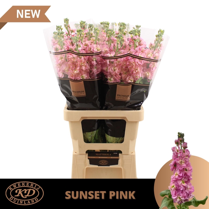 <h4>Matthiola Milla Sunset Pink</h4>