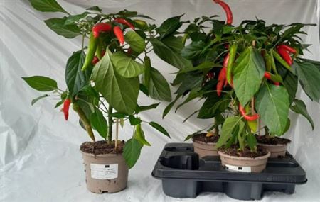 <h4>Groenteplanten Peper (Capsicum annuum)</h4>
