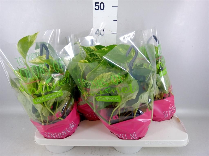 <h4>Epipremnum pinn. 'Marble Queen'  HG</h4>