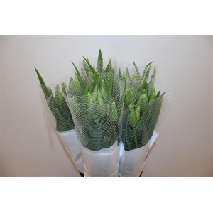 Tu Fr En Maureen Super