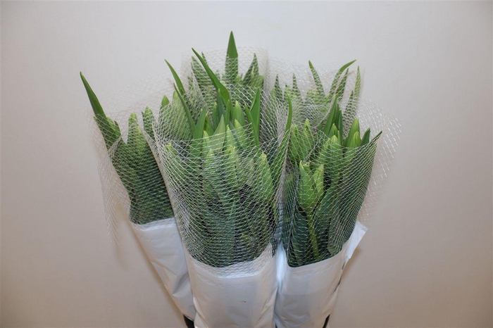 <h4>Tu Fr En Maureen Super</h4>