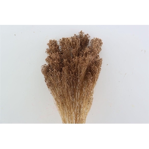 Dried Brooms Brown Bunch