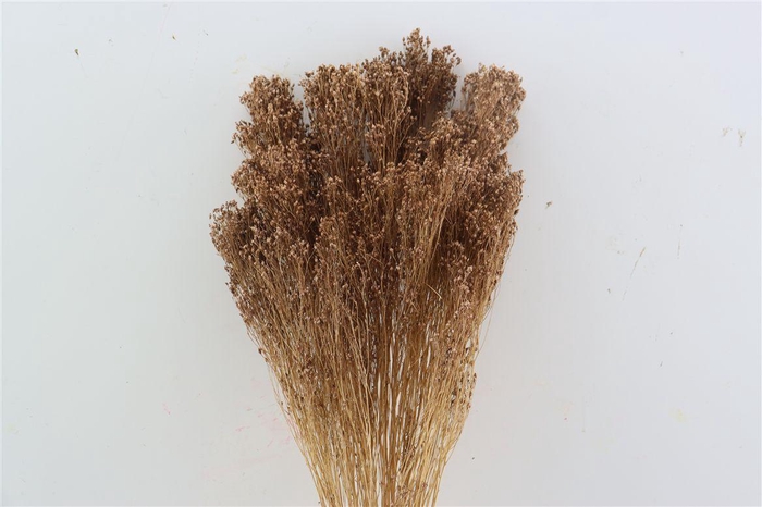 <h4>Dried Brooms Brown Bunch</h4>