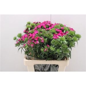 Dianthus Br Am Neon Cherry