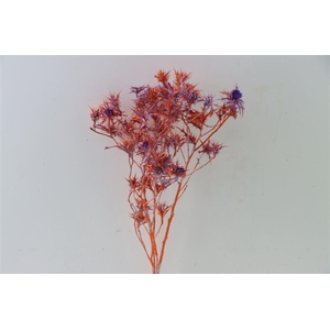 Dried Artz Cardi Mondriaan Bunch