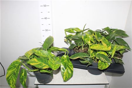 <h4>Epipremnum Pinnatum Cintho Goldfinger</h4>