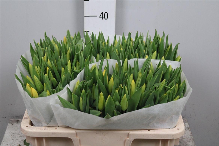 <h4>Tu En Strong Gold</h4>