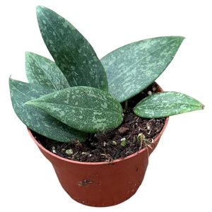 Hoya Overig Wibergiae